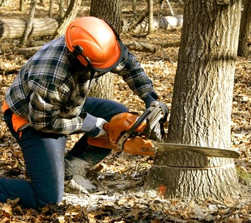Tree Removal in South Kent, CT